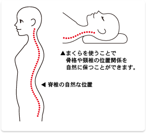 骨格を自然な形に保つため